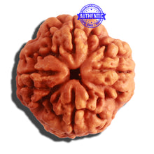 Load image into Gallery viewer, 4 Mukhi Rudraksha from Nepal - Bead No. 313
