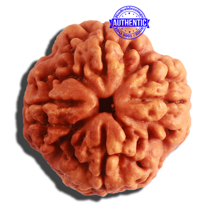 4 Mukhi Rudraksha from Nepal - Bead No. 313