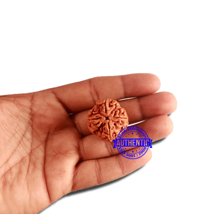 4 Mukhi Rudraksha from Nepal - Bead No. 314