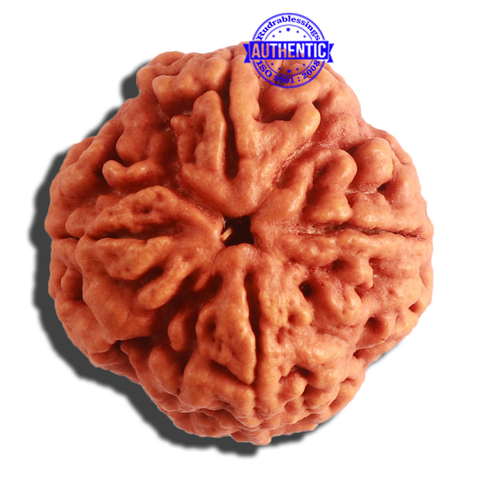 4 Mukhi Rudraksha from Nepal - Bead No. 314