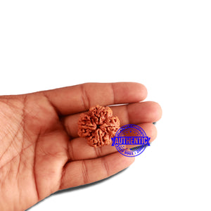 4 Mukhi Rudraksha from Nepal - Bead No. 316