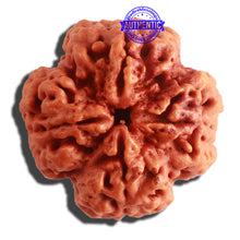 Load image into Gallery viewer, 4 Mukhi Rudraksha from Nepal - Bead No. 316
