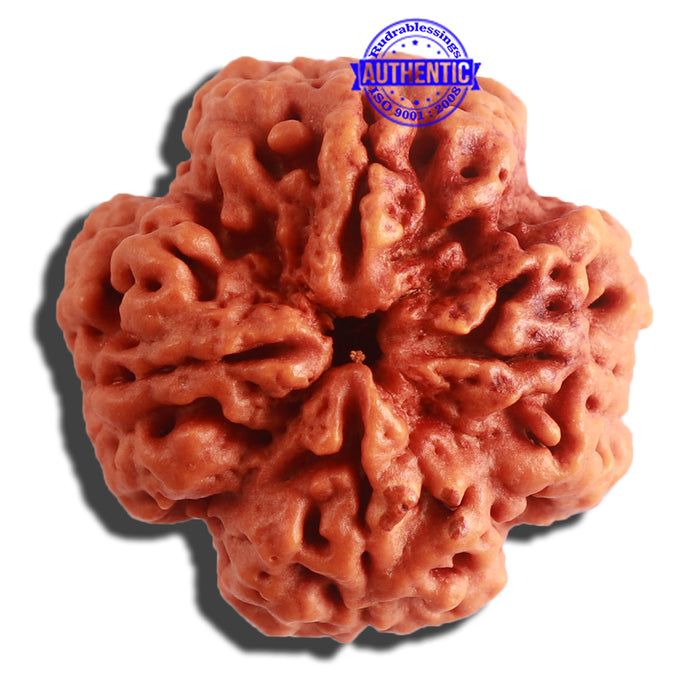 4 Mukhi Rudraksha from Nepal - Bead No. 316