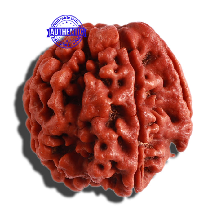 4 Mukhi Ganesha Rudraksha with Om Marking