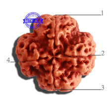 Load image into Gallery viewer, 4 Mukhi Rudraksha from Nepal - Bead No. 312
