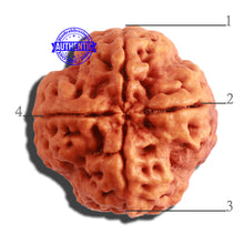 Load image into Gallery viewer, 4 Mukhi Rudraksha from Nepal - Bead No. 313
