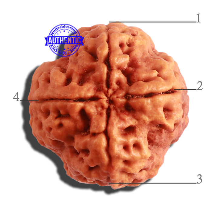 4 Mukhi Rudraksha from Nepal - Bead No. 313