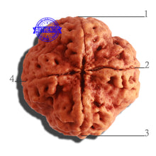 Load image into Gallery viewer, 4 Mukhi Rudraksha from Nepal - Bead No. 314
