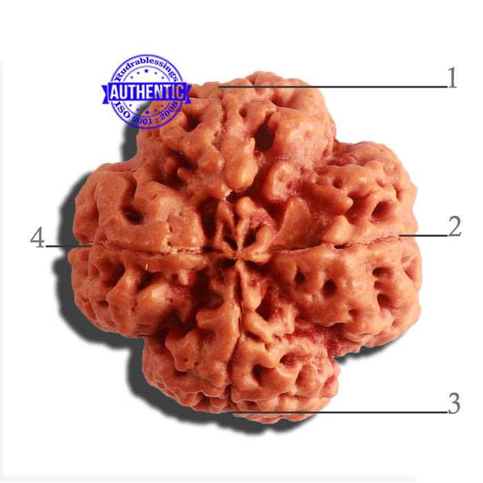 4 Mukhi Rudraksha from Nepal - Bead No. 316
