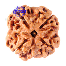 Load image into Gallery viewer, 4 Mukhi Rudraksha from Nepal - Bead No. 89
