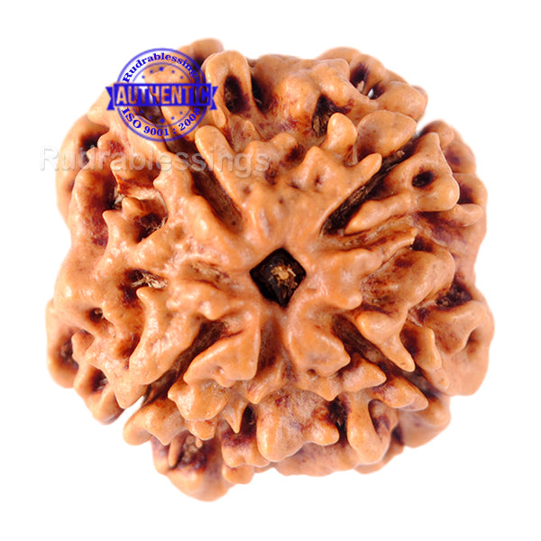 4 Mukhi Rudraksha from Nepal - Bead No. 89
