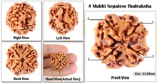 Load image into Gallery viewer, 4 Mukhi Rudraksha from Nepal - Bead No. 89
