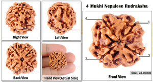 4 Mukhi Rudraksha from Nepal - Bead No. 89