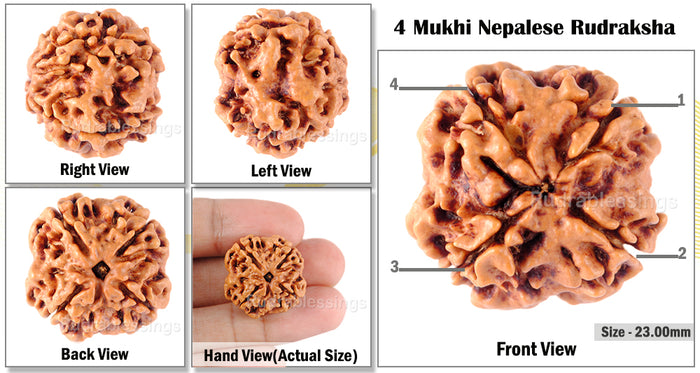 4 Mukhi Rudraksha from Nepal - Bead No. 89