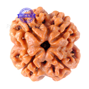 4 Mukhi Rudraksha from Nepal - Bead No. 90