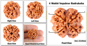 4 Mukhi Rudraksha from Nepal - Bead No. 90