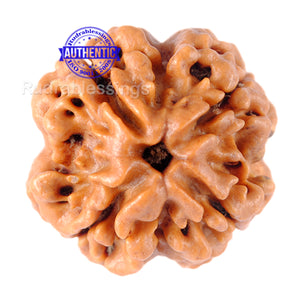 4 Mukhi Rudraksha from Nepal - Bead No. 91