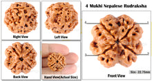 Load image into Gallery viewer, 4 Mukhi Rudraksha from Nepal - Bead No. 91
