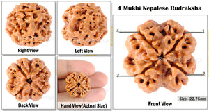 4 Mukhi Rudraksha from Nepal - Bead No. 91