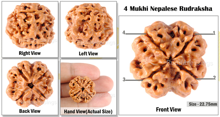 4 Mukhi Rudraksha from Nepal - Bead No. 91