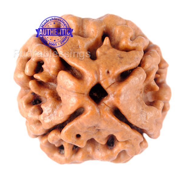 4 Mukhi Rudraksha from Nepal - Bead No. 92