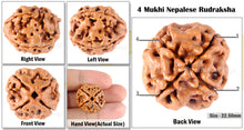 Load image into Gallery viewer, 4 Mukhi Rudraksha from Nepal - Bead No. 92
