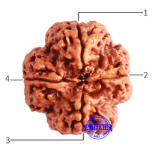 Load image into Gallery viewer, 4 Mukhi Rudraksha from Nepal - Bead No. 317
