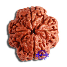 Load image into Gallery viewer, 4 Mukhi Rudraksha from Nepal - Bead No. 317
