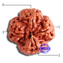 Load image into Gallery viewer, 4 Mukhi Rudraksha from Nepal - Bead No. 318
