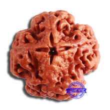 Load image into Gallery viewer, 4 Mukhi Rudraksha from Nepal - Bead No. 318
