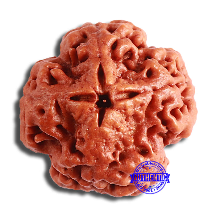 4 Mukhi Rudraksha from Nepal - Bead No. 318
