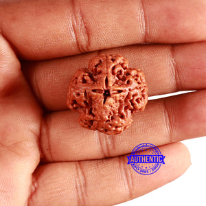 4 Mukhi Rudraksha from Nepal - Bead No. 318