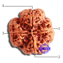 Load image into Gallery viewer, 4 Mukhi Rudraksha from Nepal - Bead No. 319
