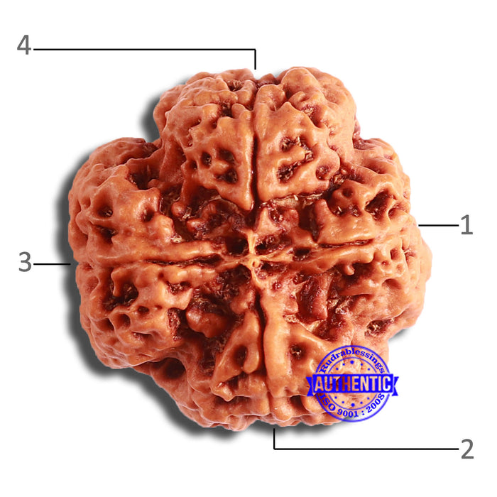 4 Mukhi Rudraksha from Nepal - Bead No. 319