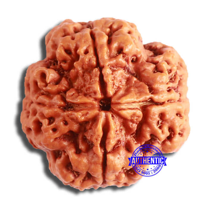 4 Mukhi Rudraksha from Nepal - Bead No. 319
