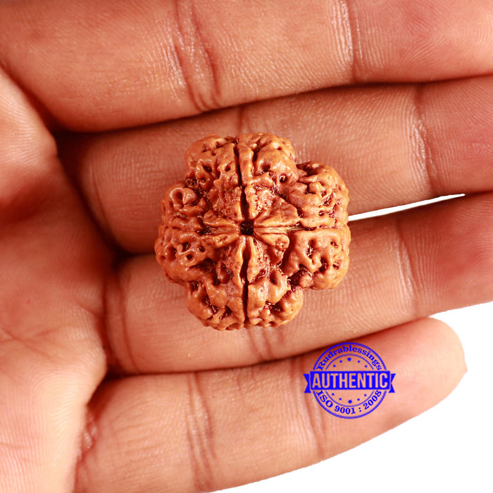 4 Mukhi Rudraksha from Nepal - Bead No. 319