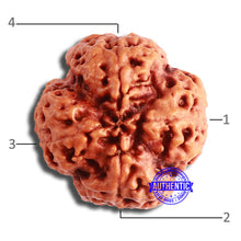 Load image into Gallery viewer, 4 Mukhi Rudraksha from Nepal - Bead No. 320
