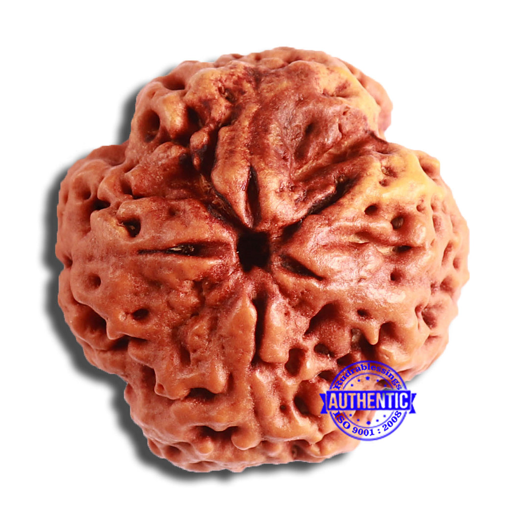 4 Mukhi Rudraksha from Nepal - Bead No. 320