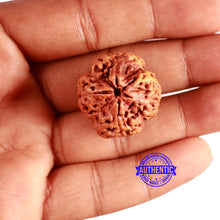 Load image into Gallery viewer, 4 Mukhi Rudraksha from Nepal - Bead No. 320
