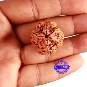 4 Mukhi Rudraksha from Nepal - Bead No. 320