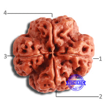 Load image into Gallery viewer, 4 Mukhi Rudraksha from Nepal - Bead No. 321
