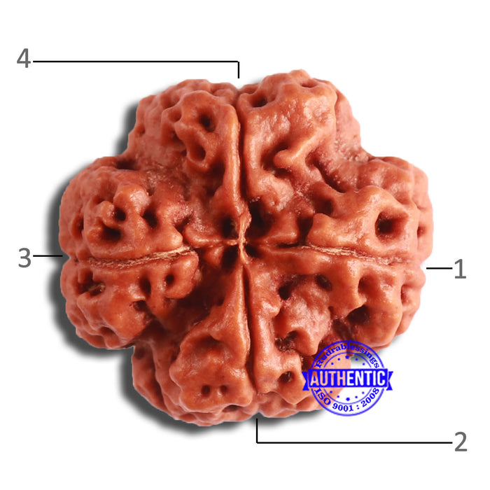 4 Mukhi Rudraksha from Nepal - Bead No. 321