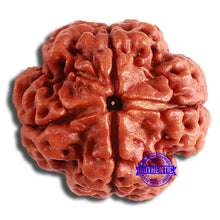 Load image into Gallery viewer, 4 Mukhi Rudraksha from Nepal - Bead No. 321
