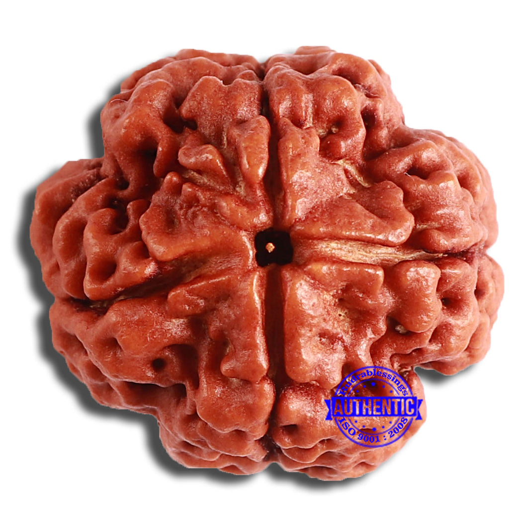4 Mukhi Rudraksha from Nepal - Bead No. 321