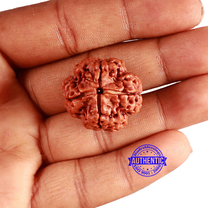 4 Mukhi Rudraksha from Nepal - Bead No. 321