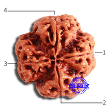 Load image into Gallery viewer, 4 Mukhi Rudraksha from Nepal - Bead No. 322
