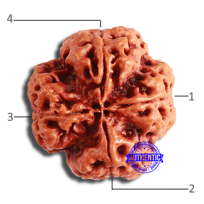 4 Mukhi Rudraksha from Nepal - Bead No. 322