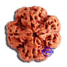 Load image into Gallery viewer, 4 Mukhi Rudraksha from Nepal - Bead No. 322
