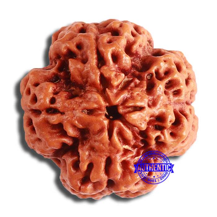 4 Mukhi Rudraksha from Nepal - Bead No. 322