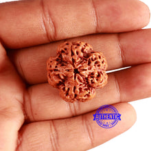 Load image into Gallery viewer, 4 Mukhi Rudraksha from Nepal - Bead No. 322
